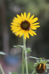 Honey Bea sits on a sunflower 