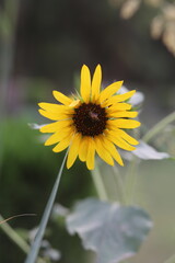 Honey Bea sits on a sunflower 