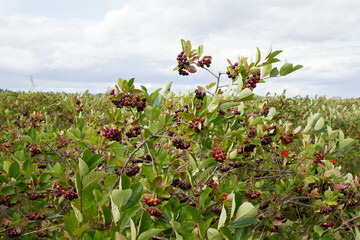 Aronia (chokeberries) growing in a field - in the summer time
- 704376216