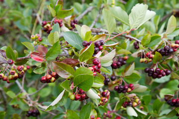 Aronia (chokeberries) growing in a field - in the summer time
- 704376226