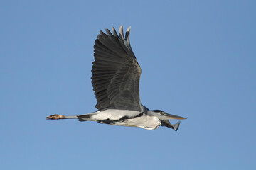 Obraz premium Heron in flight closeup