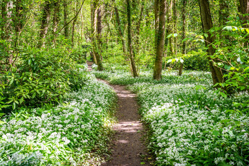 Penrhos Nature Reserve in spring, Anglesey 