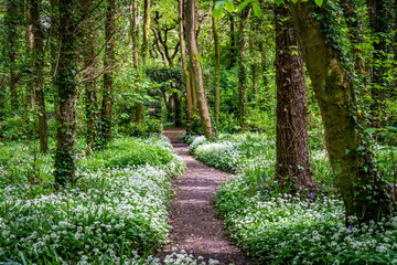 Fototapeta na wymiar Penrhos Nature Reserve in spring, Anglesey 