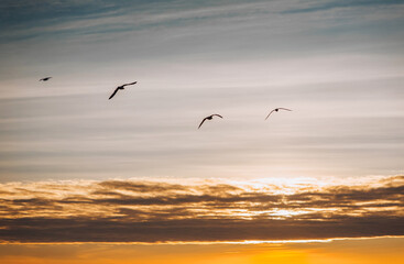 Beautiful seagulls, a small flock of wild birds fly high soaring in the sky with clouds over the sea, ocean at sunset. Photograph of an animal, evening landscape, beauty of nature.