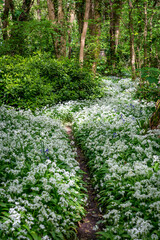 Penrhos Nature Reserve in spring, Anglesey 
