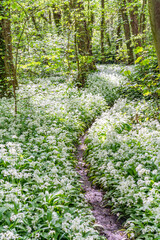 Penrhos Nature Reserve in spring, Anglesey 