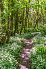 Penrhos Nature Reserve in spring, Anglesey 