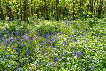 Red Squirrels on the Isle of Anglesey 