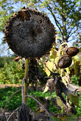 verwelkte Sonnenblumen