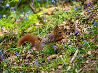 Red Squirrels on the Isle of Anglesey 