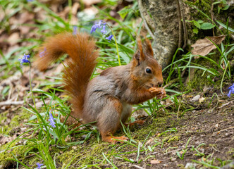 Naklejka na ściany i meble Red Squirrels on the Isle of Anglesey 