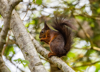 Red Squirrels on the Isle of Anglesey 