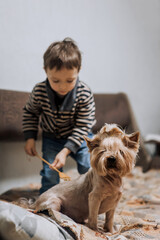A little boy, a child cares, scratches the back of his beloved Yorkshire dog on the sofa with a...