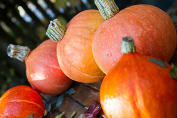 Pumpkins gathered from a garden, on a wooden table, with some autumn leaves - 704380017