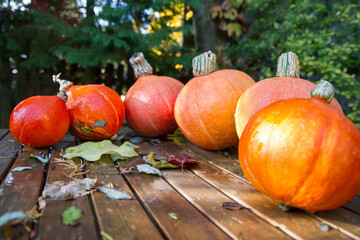 Pumpkins gathered from a garden, on a wooden table, with some autumn leaves - 704380033