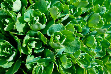 The image shows a close-up of vibrant green succulent plants with thick, fleshy leaves under bright...