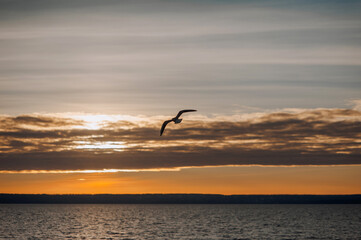 Fototapeta na wymiar Beautiful lonely seagull, wild bird flies high soaring in the sky with clouds over the sea, ocean at sunset. Photograph of an animal, evening landscape, beauty of nature, silhouette.