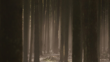 scary dark foggy forest