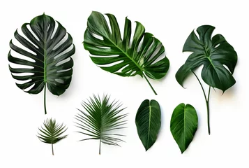 Zelfklevend Fotobehang Monstera collection of tropical leaves isolated on white background. generative ai