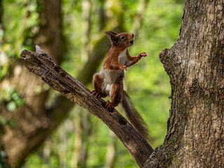 Red Squirrels on the island of Anglesey 
