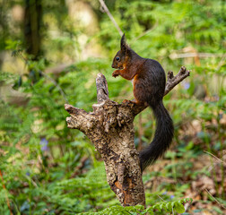 Red Squirrels on the island of Anglesey 