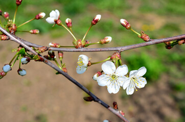 cherry twigs with white flowers and buds isolated in the garden