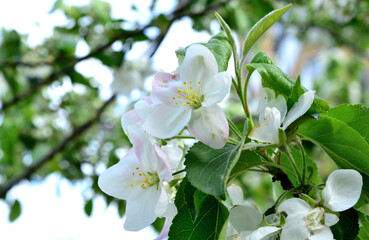 blossom of apple tree in the garden close up 