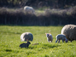 Young lambs with their mums in a green grassy field