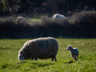 Young lambs with their mums in a green grassy field
