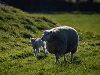 Young lambs with their mums in a green grassy field