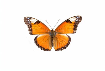 Fototapeta na wymiar beautiful butterfly isolated on white background. generative ai