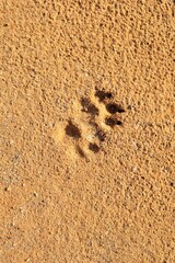 Dog footprint on the mud, sand soil.
Footprint dog on the earth.
Animal track, Tracks.
Dog foot prints on soil land. Local dogs foot prints on earth Surface. 
Dogs walk on ground - foot.
Footprints