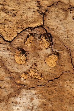 Dog footprint on the mud, sand soil.
Footprint dog on the earth.
Animal track, Tracks.
Dog foot prints on soil land. Local dogs foot prints on earth Surface. 
Dogs walk on ground - foot.
Footprints
