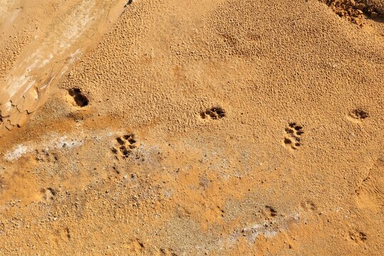 Dog footprint on the mud, sand soil.
Footprint dog on the earth.
Animal track, Tracks.
Dog foot prints on soil land. Local dogs foot prints on earth Surface. 
Dogs walk on ground - foot.
Footprints
