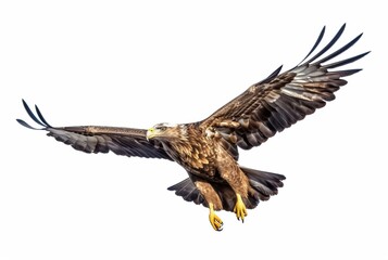 Fototapeta premium flying eagle isolated on white background. generative ai