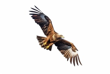 Obraz premium flying eagle isolated on white background. generative ai