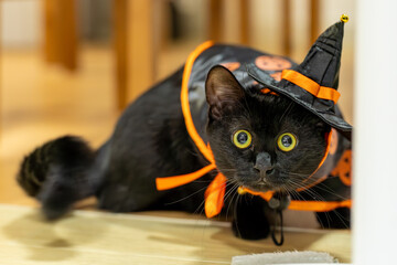 ハロウィンコスプレ