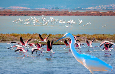 Bird paradise - Flamingo birds flying over blue lake - Izmir, Turkey