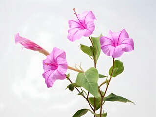 Mirabilis Jalapa flower in studio background, single Mirabilis Jalapa flower, Beautiful flower images
