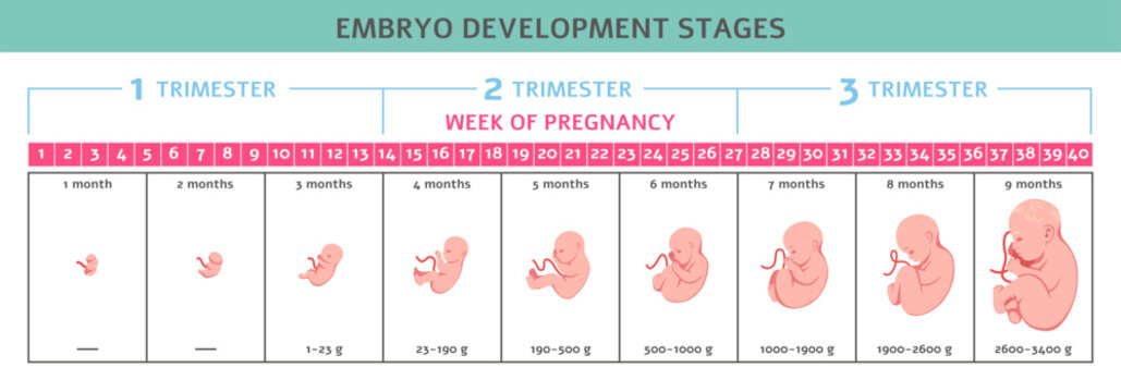 Fetus development. Fetal formation stages, human embryo growth, nine months, normal pregnancy process, timeline, human reproduction. Medical illustration. Tidy vector infographics poster