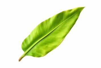 Obraz premium fresh banana leaves isolated on white background. generative ai