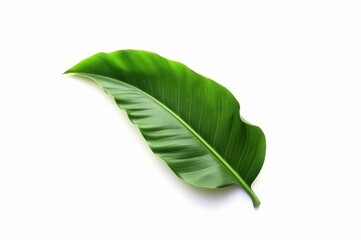fresh banana leaves isolated on white background. generative ai