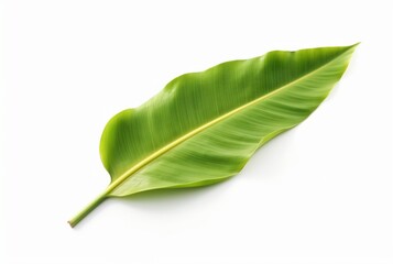 Obraz premium fresh banana leaves isolated on white background. generative ai