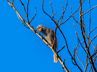 木の枝にとまるヒヨドリ