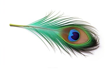 Obraz premium Peacock feather on white background