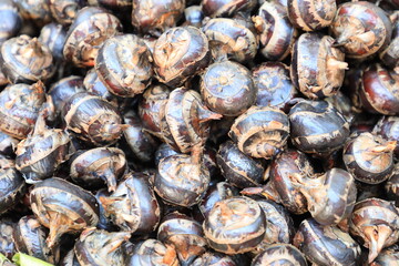 Pile of waternut or chinese water chestnut in for sale in the market in the north of thailand
