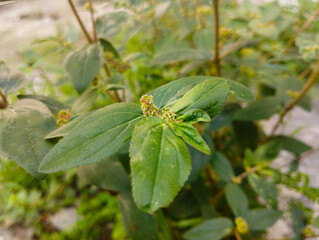 Hirta Euphorbia growing on the house yard
