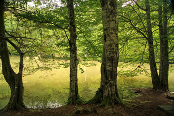 morning in the woods