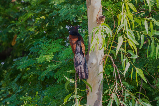 Greater coucal or crow pheasant (Centropus sinensis) in West Bendal, India