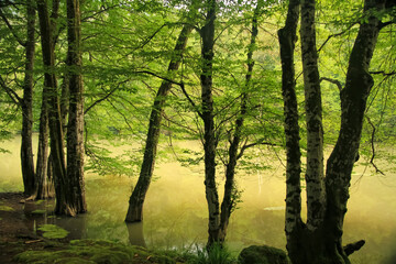misty morning in the forest